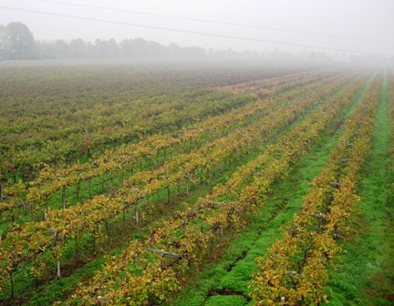 De Stefani vineyards, Piave, Veneto